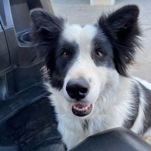 Meet your Posher, Brayden